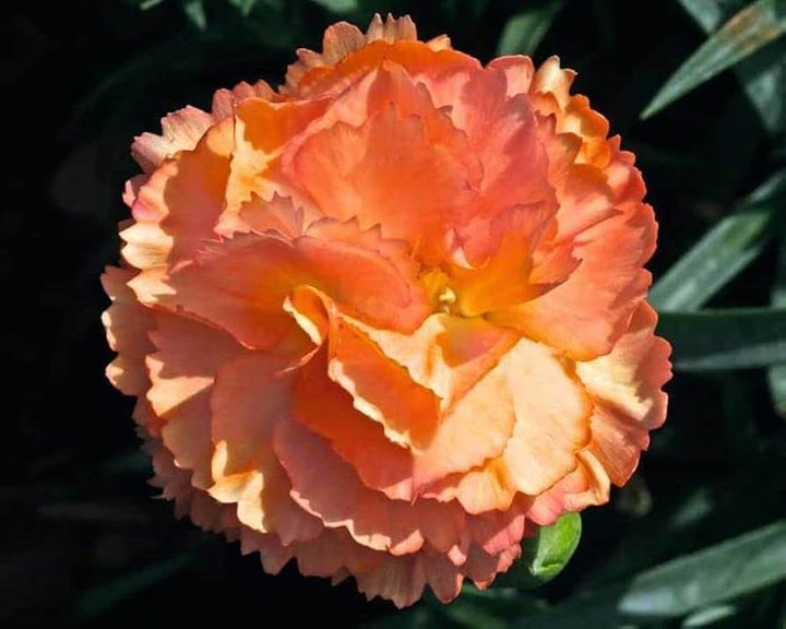 Light Orange Carnation Flower Seeds for Garden and Balcony Planting