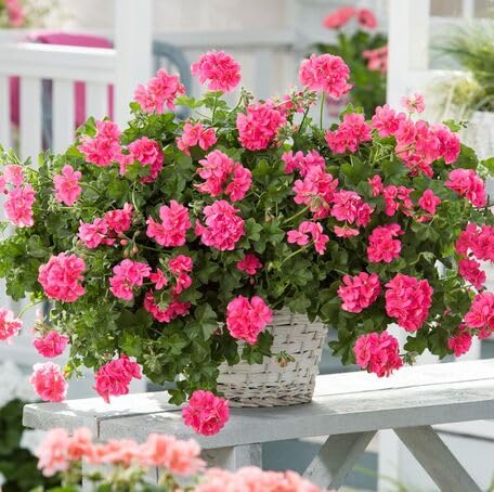 Pink Geranium Flower - Heirloom, Non - Gmo Seeds