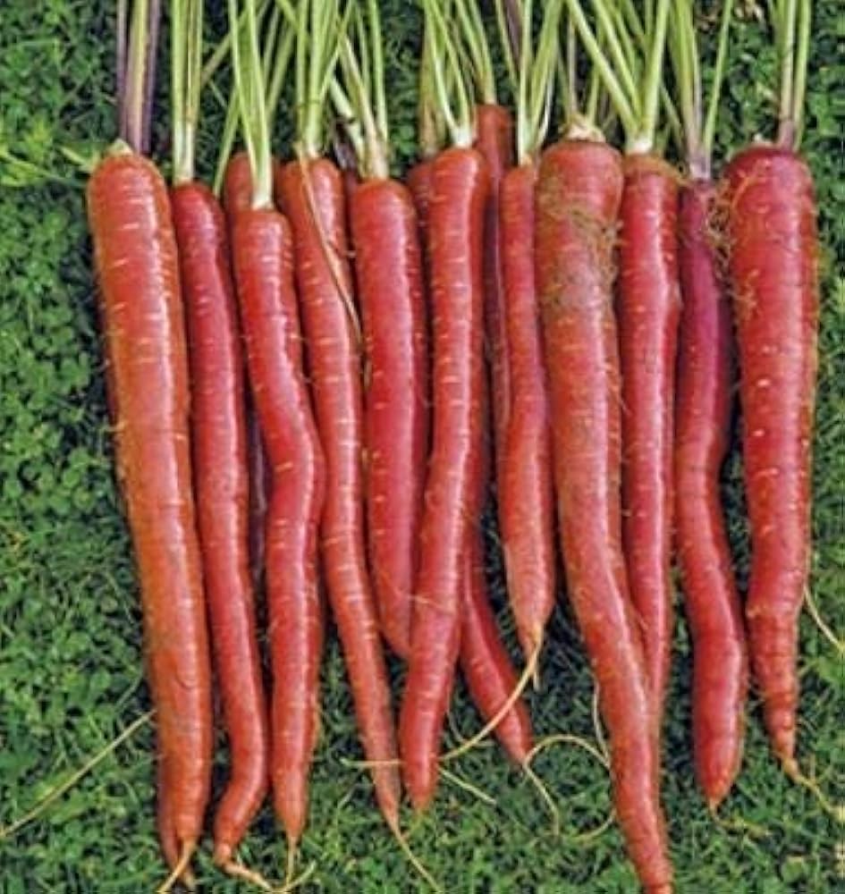 Carrot Daucus Carota Red Vegetable Seeds for Planting – Root Vegetable Seeds for Kitchen Garden and Backyard Harvest