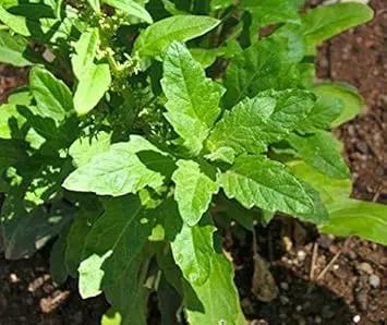 Epazote Dysphania Ambrosioides Plant Seeds for Planting Heirloom, NON-GMO Seeds Dhara Seeds