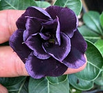 Organic Heirloom Non-GMO Dark Purple Adenium Obesum Seeds for Planting – Desert Rose for planting in your garden.