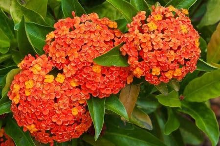 Orange Daphne Flower