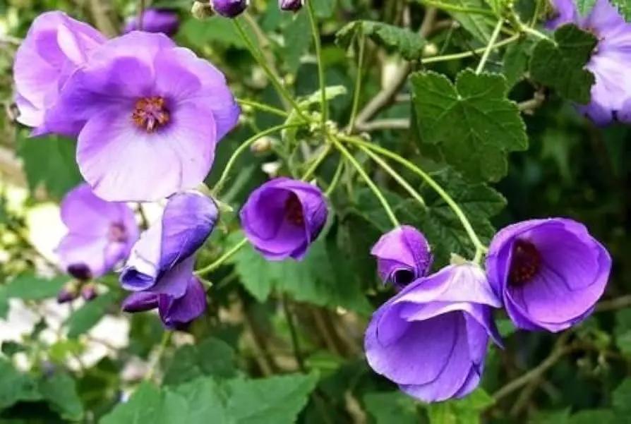 Violet Abutilon Flower Seeds for Planting – NON GMO Seeds for planting in home garden