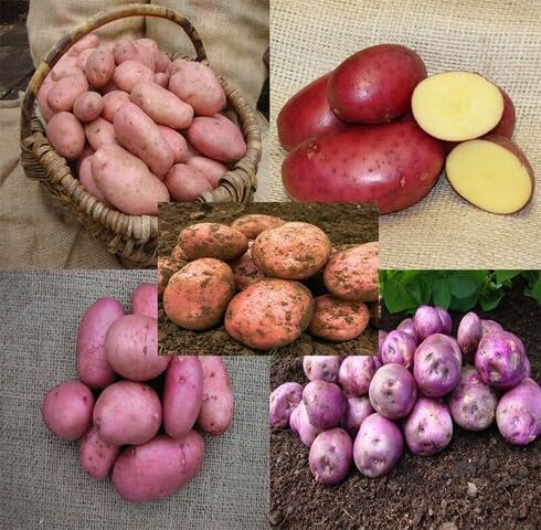 Mixed Potato - Heirloom, Non - Gmo Seeds