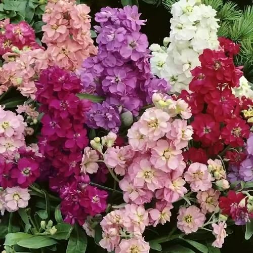 Mixed Incana Flower - Heirloom, Non - Gmo Seeds