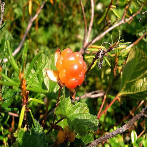 Orange Cloudberry Fruit - Heirloom, Non - Gmo Seeds