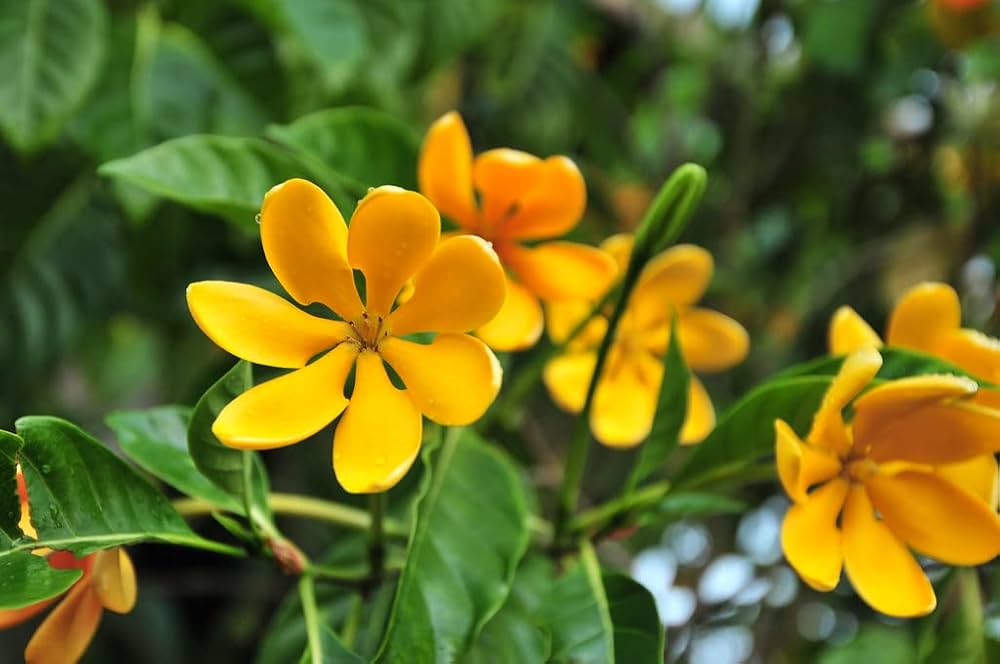Yellow Fragrans – likely Osmanthus fragrans – for planting in home garden