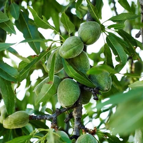 Green Almond Tree
