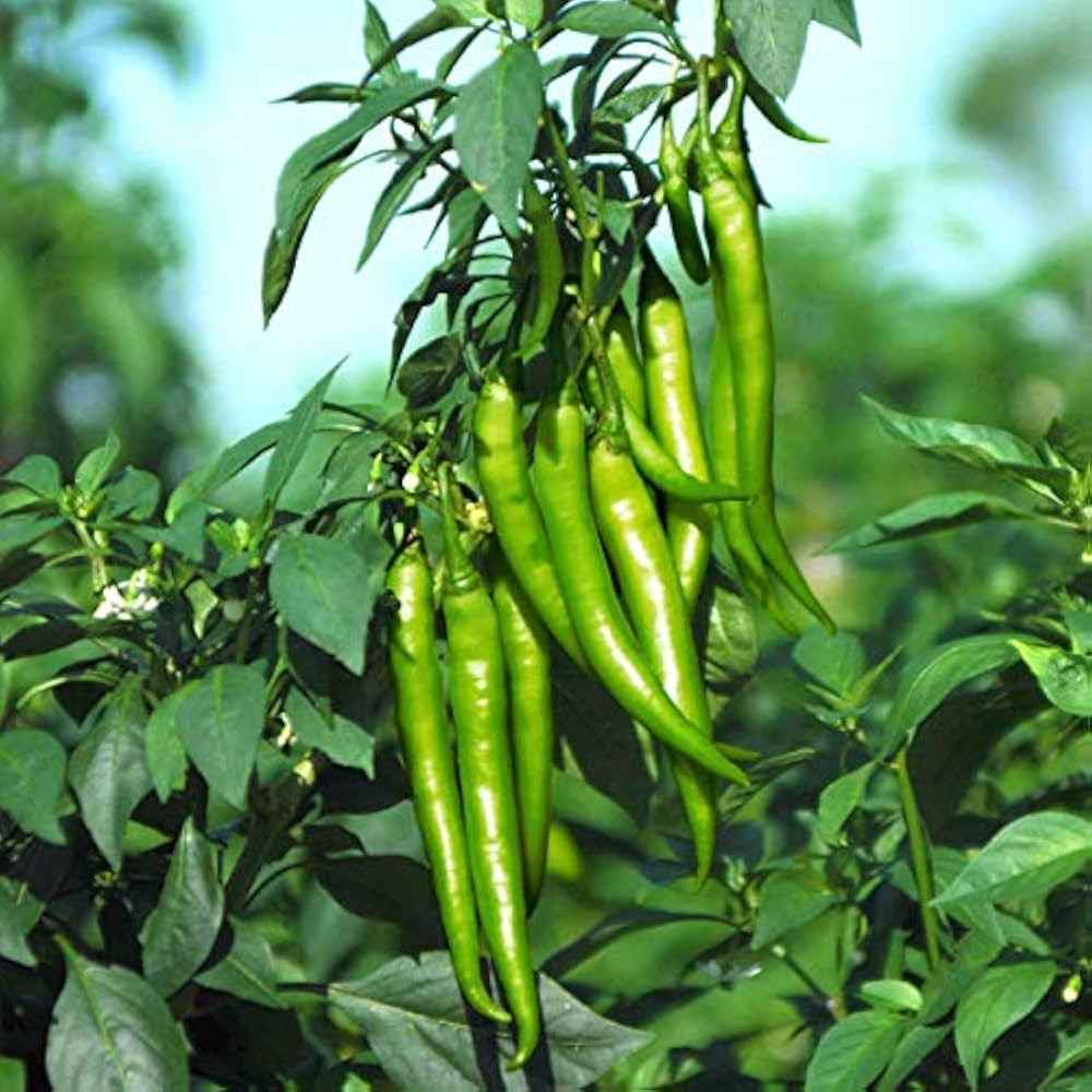 Light Yellow Chilli Vegetable Seeds for Planting - heirloom & Non GMO Seeds