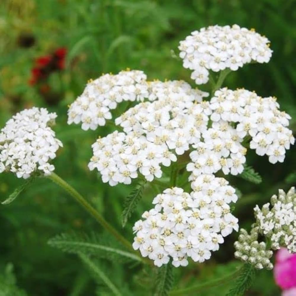 Yarrow Achillea Millefolium Rubra Flower Seeds for Planting