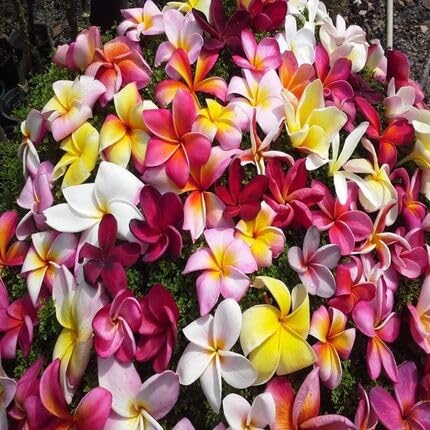 Mixed Frangipani Flower - Heirloom, Non - Gmo Seeds