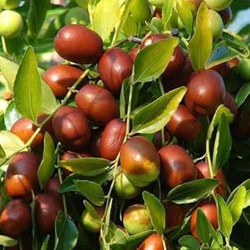 Brown Ziziphus Jujuba Fruit Seeds for Planting - Growing Hardy and Unique Jujube Fruits, Heirloom Seeds