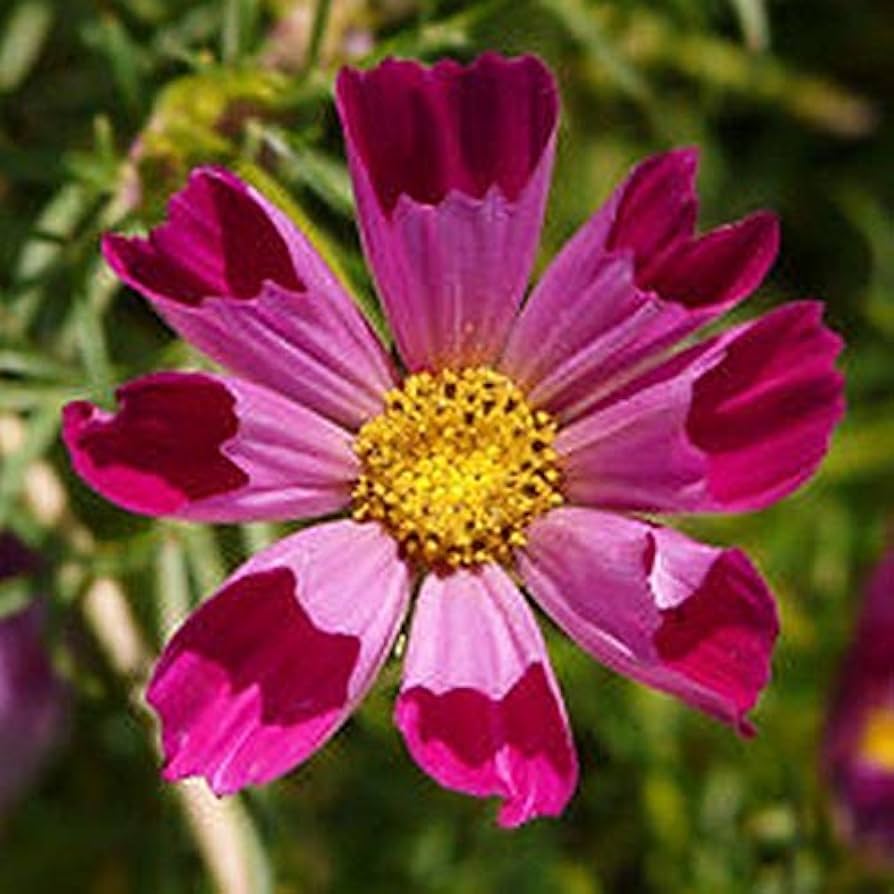 Cosmos Sea Shells Flower Seeds Plus Seeds