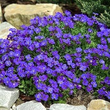 Blue Ground Cover Heirloom Non Gmo Image