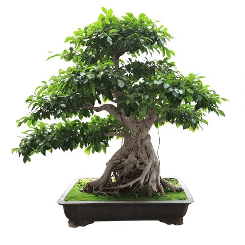Green Bonsai Banyan Tree