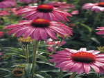 Echinacea Primadonna Rose Coneflower for garden planting
