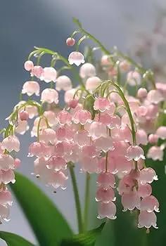 Pink Lily of the Valley flower Seeds for Planting - Non-GMO and Heirloom garden seeds Dhara Seeds
