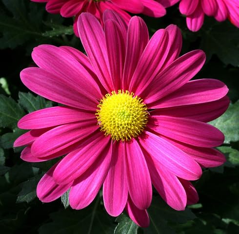 Pink Daisy Flower - Heirloom, Non - Gmo Seeds