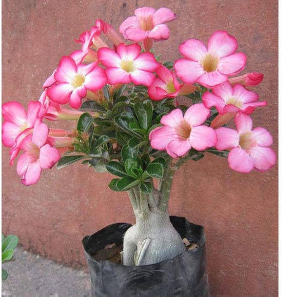 Oriental Cherry Sakura Seeds for Planting Indoor Bonsai Patio Garden