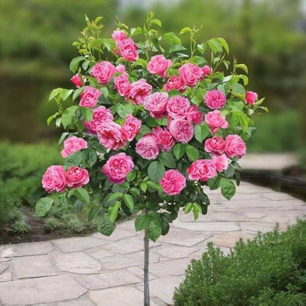 Tricolour Standard Rose Heirloom Non-GMO Seeds for Planting