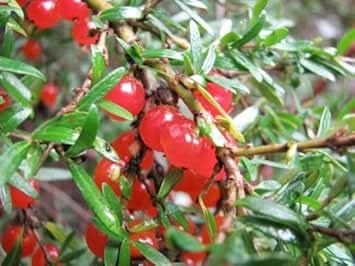 Red Coprosma Nitida Fruit Seeds - Bright Red Fruits for Your Landscape