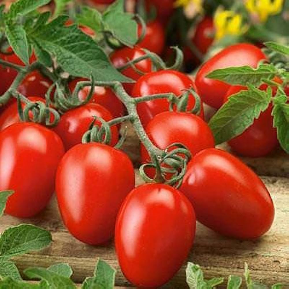 Tomato Solanum Lycopersicum Margret Best Tommy Toe Vegetable Seeds for Planting – Heirloom Cherry Type for Garden and Snacking