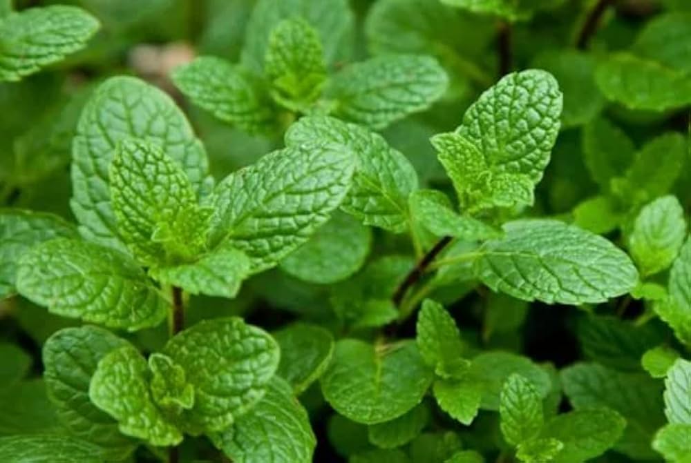 Green Lemon Mint Plant Seeds for Refreshing Herb Gardens and Tea – Fresh Herb for Your Garden