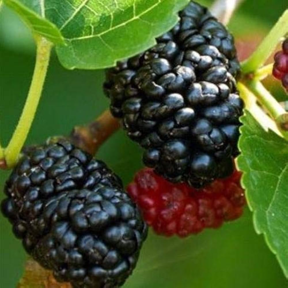 Mulberry Seeds for Planting Morus spp. for fruit gardens and landscapes