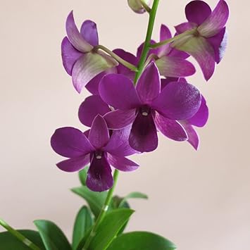 Dark Purple Dendrobium Flower Seeds for Planting - 100