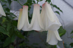 Heirloom Non-GMO Chilean Bell Flower Seeds for Planting – Rare Climbing Blooms - Non-GMO for planting in home garden