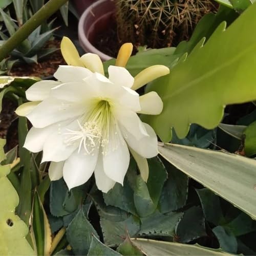 White Epiphyllum Flower - Heirloom, Non - Gmo Seeds