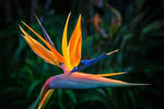 Orange Bird of Paradise Flower Seeds for Planting – Non-GMO Heirloom Seeds Dhara Seeds