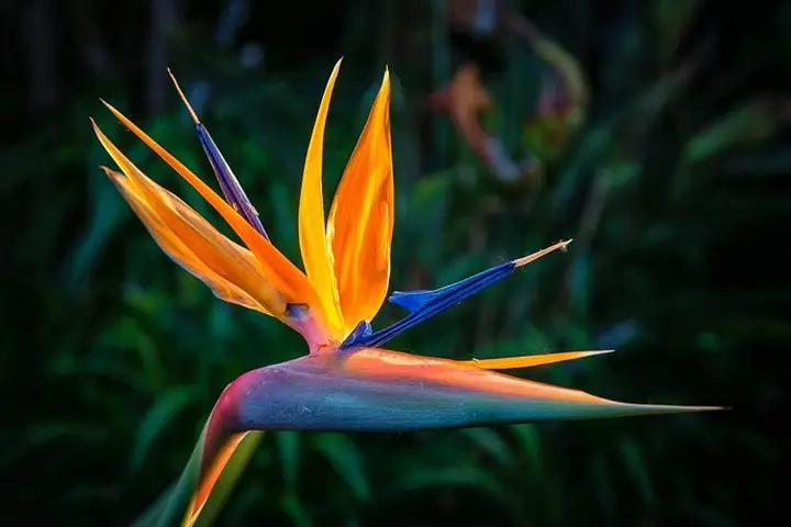 Orange Bird of Paradise Flower Seeds for Planting – Non-GMO Heirloom Seeds Dhara Seeds