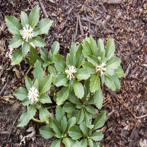 Green Pachysandra - Heirloom, Non - Gmo Seeds