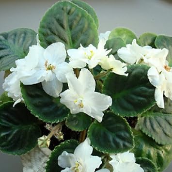 African (African scientific name) for planting in garden