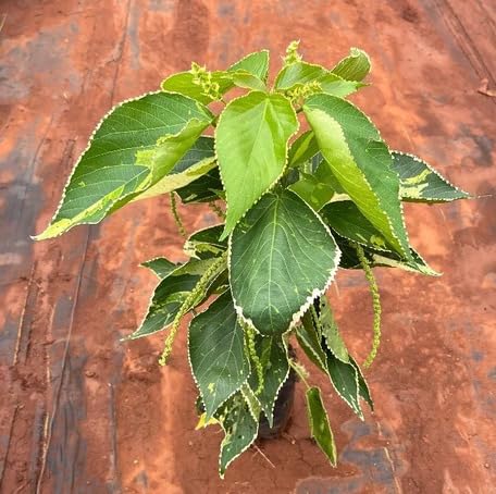 Green Acalypha