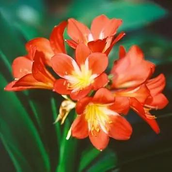 Clivia Flower Seeds for Planting - NON GMO Seeds Dhara Seeds