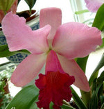 Cattleya hybrida orchid flower seeds for bonsai or pots