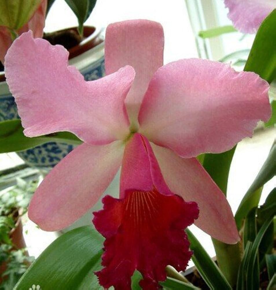 Cattleya hybrida orchid flower seeds for bonsai or pots