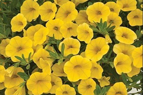 Yellow Calibrachoa Seeds