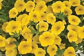 Yellow Calibrachoa Seeds for Planting – Organic, Heirloom, Non-GMO Flower Seeds Dhara Seeds
