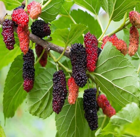 Red Mulberry Fruit - Heirloom, Non - Gmo Seeds