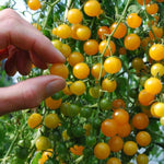 Gold Currant Tomato Seeds for Sweet, Small Heirloom Garden Tomatoes
