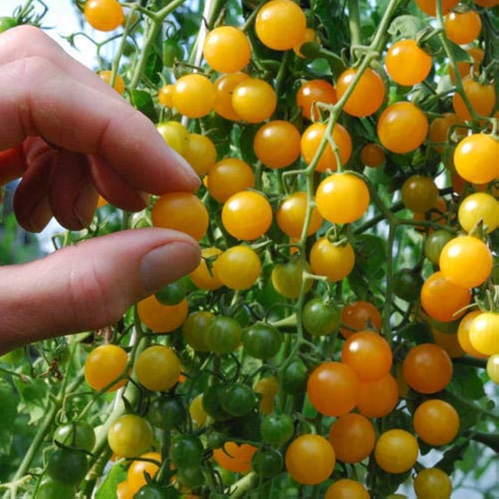 Gold Currant Tomato Seeds for Sweet, Small Heirloom Garden Tomatoes