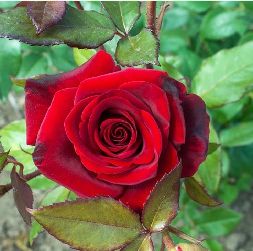 Red Rose Flower