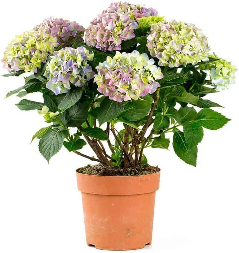 Mini Hydrangea Seeds - Hydrangea Macrophylla Variety for Indoor Pots ...