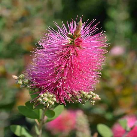 Pink Callistemon Flower - Heirloom, Non - Gmo Seeds