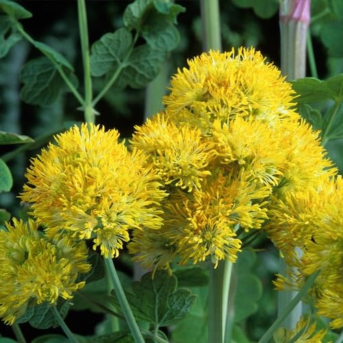 Yellow Thalictrum Flower - Heirloom, Non - Gmo Seeds