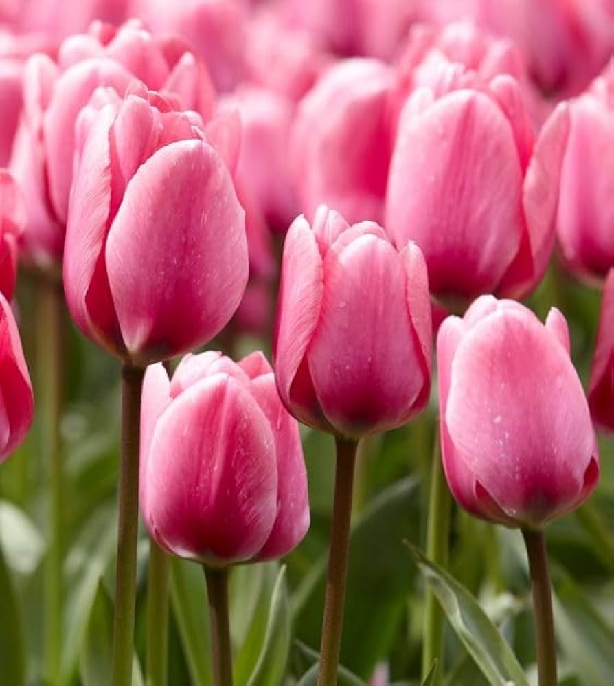 Tulip Flower Seeds for Planting for Garden and Indoor Living Room Air Purification