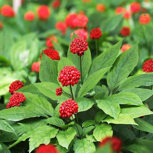 Green Ginseng - Heirloom, Non - Gmo Seeds